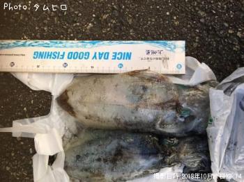 ¥¢¥ª¥ê¥¤¥«