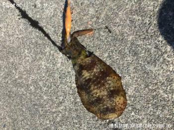 ¥¢¥ª¥ê¥¤¥«