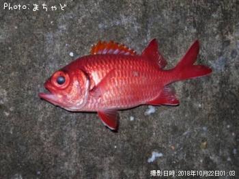 �ߥ󥿥ޡ���������ڥ������ӥޥĥ�����