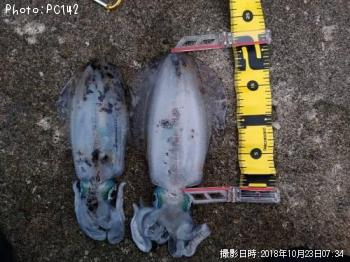 �����ꥤ��