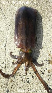 �����ꥤ��