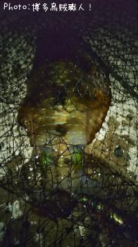 �����ꥤ��