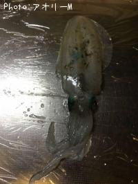 �����ꥤ��