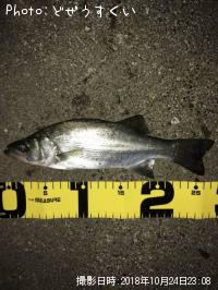 �����Х��ʥҥ饻������