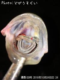 �����Х��ʥҥ饻������