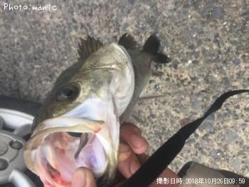 �����Х�