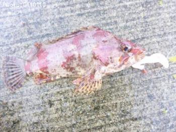 ¥è¥í¥¤¥á¥Ð¥ë