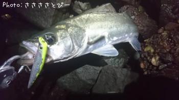 �����Х�