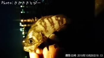 ¥¢¥¸¡õ¥á¥Ð¥ë