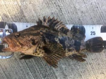 �٥å�������