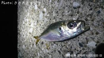 ¥¢¥¸