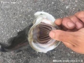 �����Х�