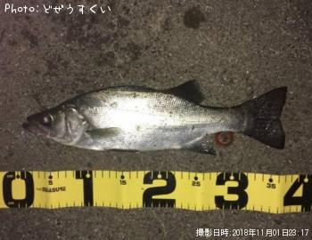 �����Х��ʥҥ饻������