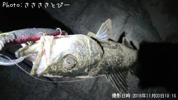 シーバス