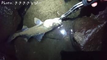 シーバス