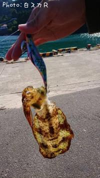 ¥¢¥ª¥ê¥¤¥«