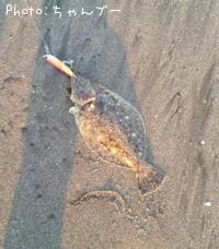 ¥Ò¥é¥á¡Ê¥½¥²¡Ë