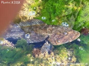 �����ʥ�