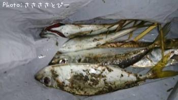 ��������Х�������Х����ե�