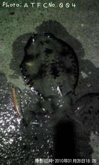 ¥¢¥ª¥ê¥¤¥«