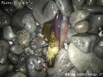 ¥¢¥ª¥ê¥¤¥«