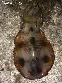 �����ꥤ��