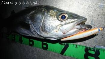 �����Х�