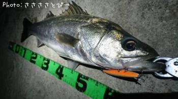 �����Х�