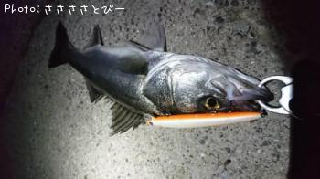 �����Х�