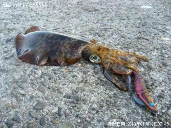 �����ꥤ��