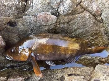 �����ʥ�