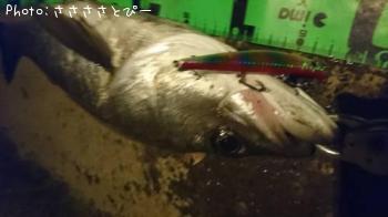 �����Х�������