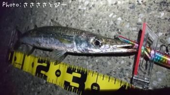 ���ޥ�������