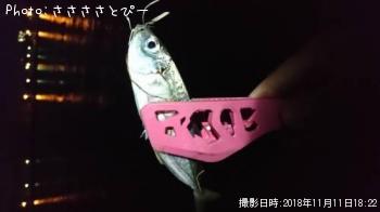 ���ޥ�������