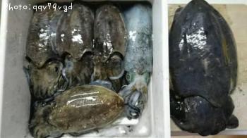 ���������������ꥤ��