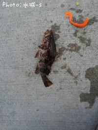 �٥å�������