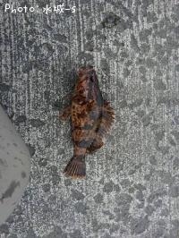 �٥å�������