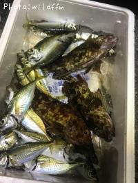 ¥¢¥¸¡¢¥«¥µ¥´