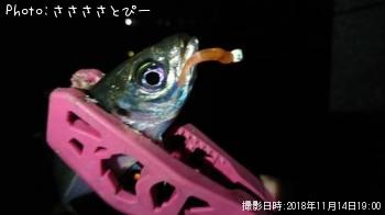 ��������Х�