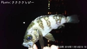 ��������Х�