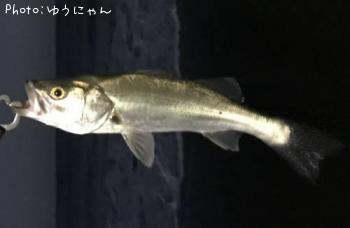 �����Х�