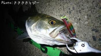 �����Х�