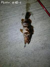 �٥å�������