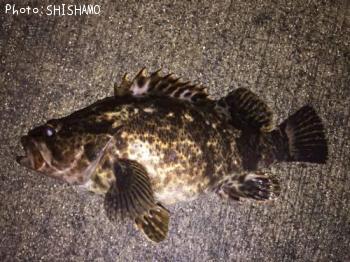 ¥Ù¥Ã¥³¥¦¥¾¥¤