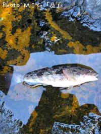 �����ʥ�