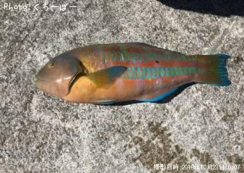 �˥����٥�