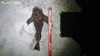 ���ॷ������