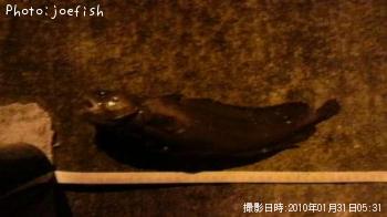 �������������ʥ�