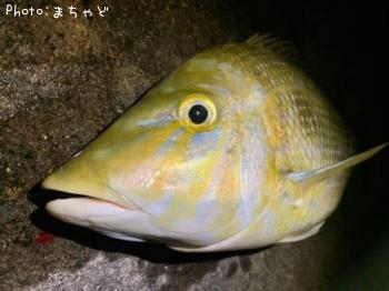 ���ޥ�ڥϥޥե��ե���