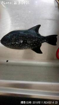 ¥¢¥ß¥â¥ó¥¬¥é